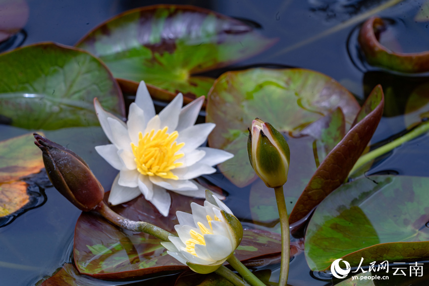 Endangered pygmy water-lilies bloom in SW China’s Yunnan