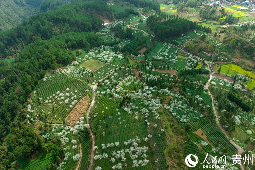 Local villagers in SW China’s Guizhou busy picking tea leaves