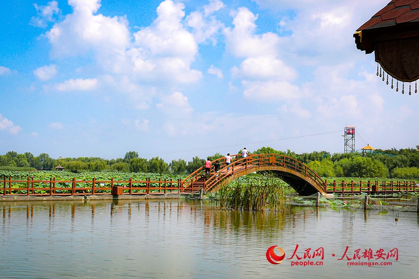 In pics: Baiyangdian Lake’s grand lotus garden in Xiong'an New Area springs to life with delicate blooms of colorful lotus flowers