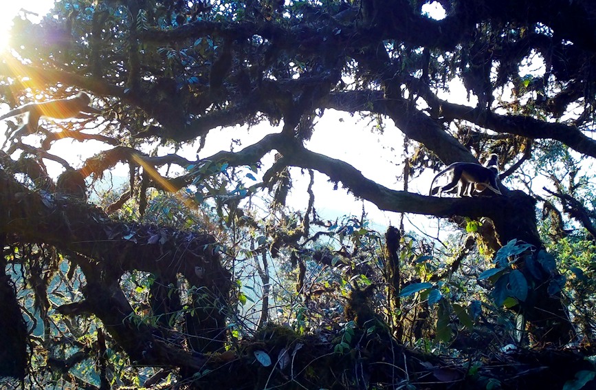 Two rare monkey species live in harmony atop one tree in SW China's Yunnan