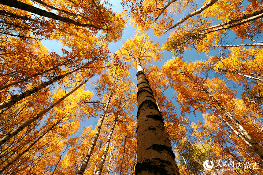 In pics: autumn scenery of Arxan city in Inner Mongolia