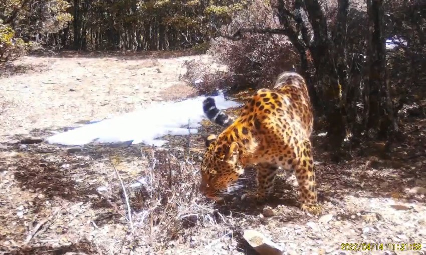 Muli county in SW China's Sichuan makes remarkable progress in wild animal protection