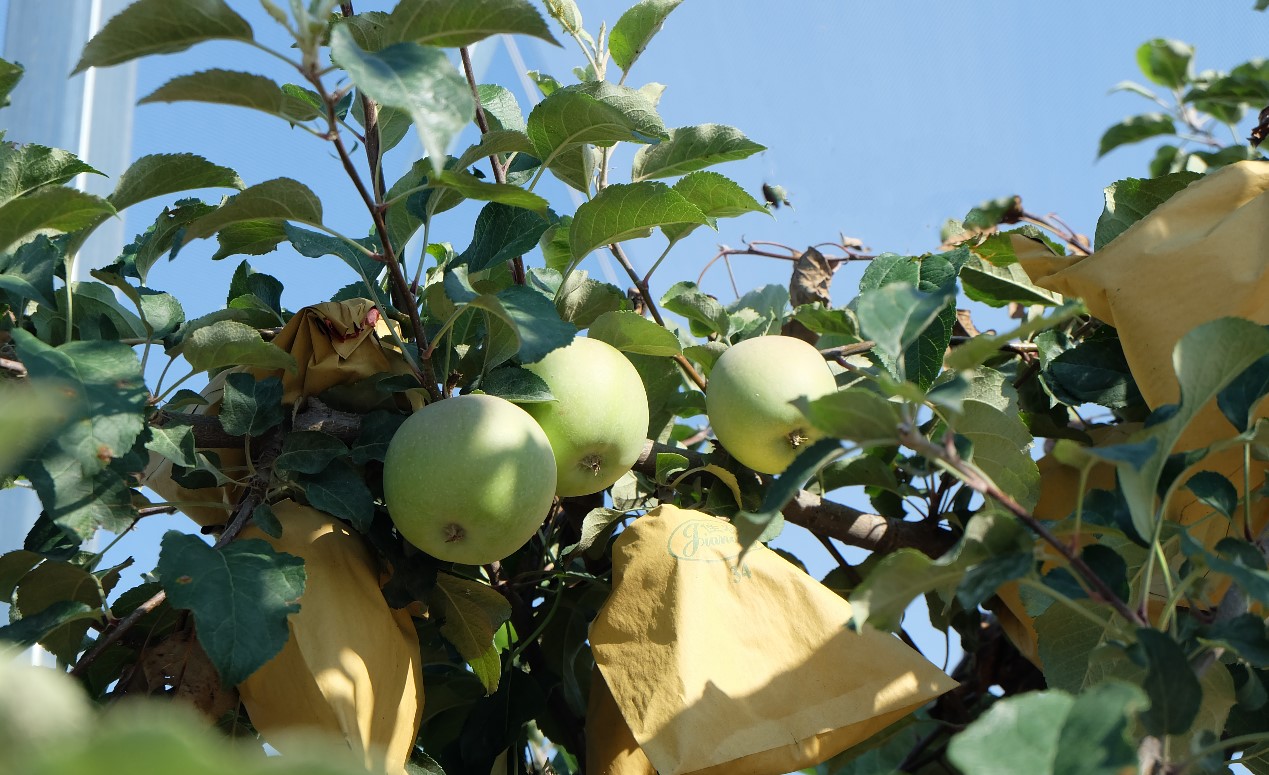 Liangjiahe Village: Growing rich from agritourism in the hills of Shaanxi