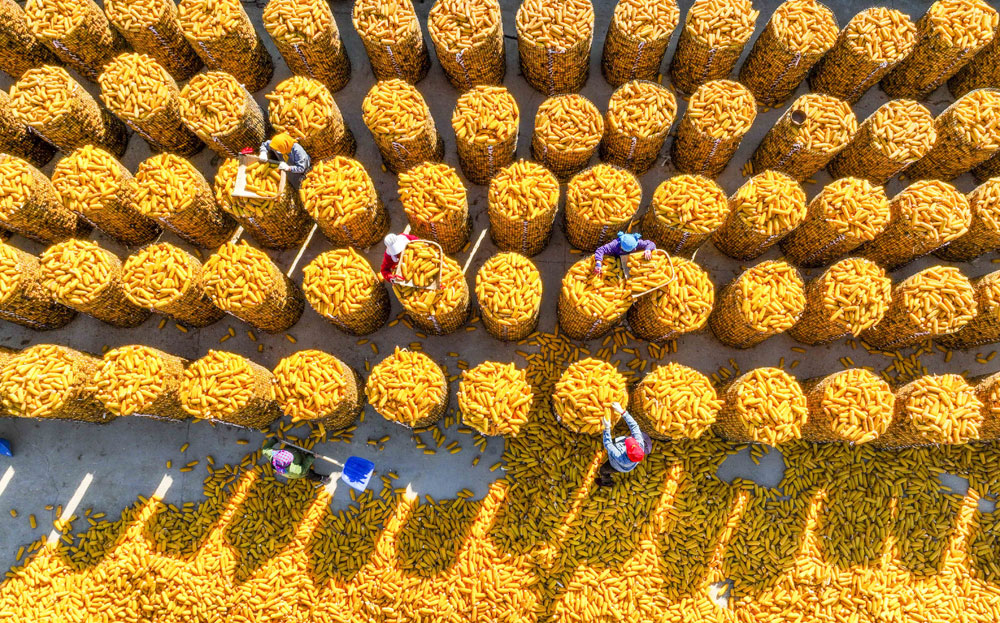 In pics: Autumn harvest in full swing across China