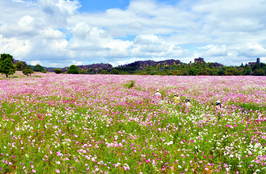 Tourists flock to see blooming garden cosmoses in stone forest of SW China's Yunnan