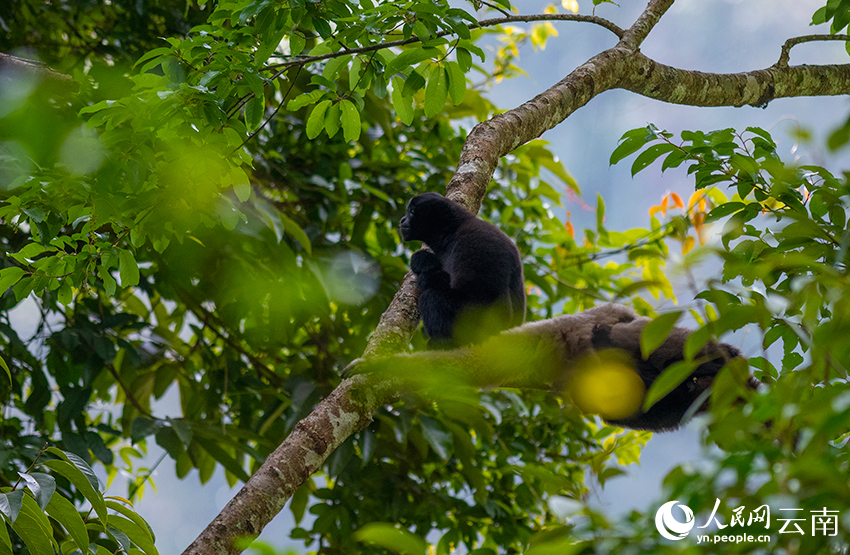 Take a closer look at skywalker gibbons in China's Yunnan on International Gibbon Day