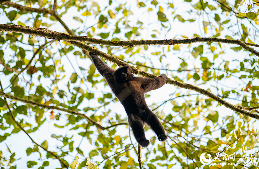 Take a closer look at skywalker gibbons in China's Yunnan on International Gibbon Day