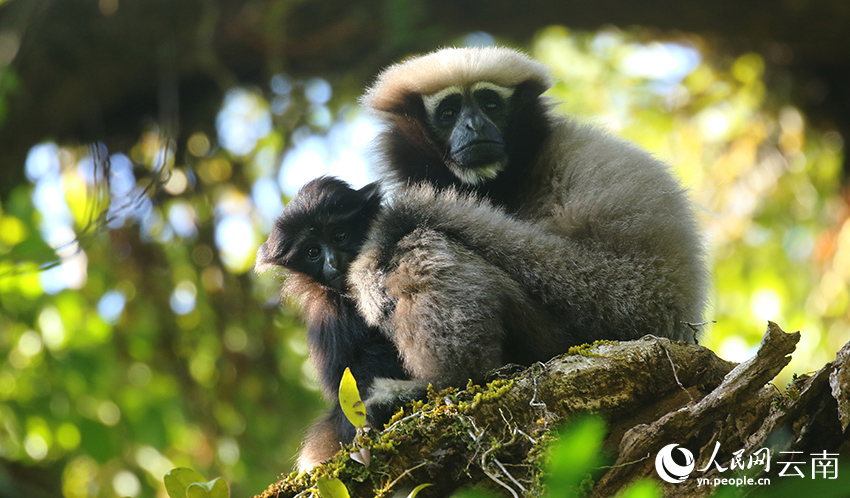 Take a closer look at skywalker gibbons in China's Yunnan on International Gibbon Day