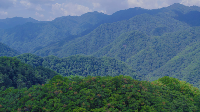 Generation Z forest keeper: to protect nature is to ensure the survival of mankind