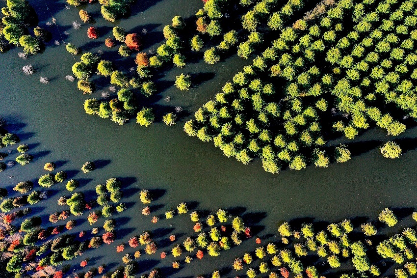 Colorful dawn redwood forest in SW China's Yunnan