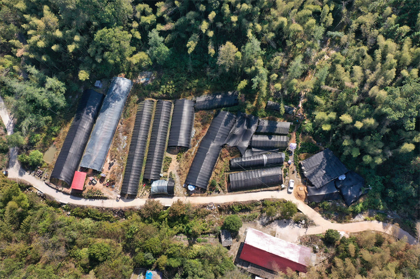 Bonsai grows into big industry in Yifeng city, E China's Jiangxi