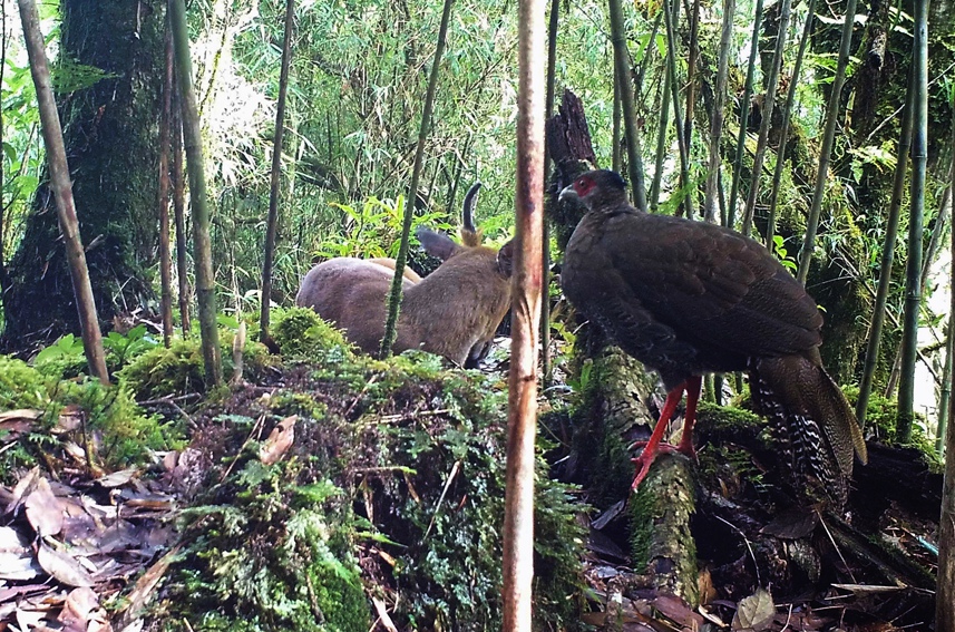 Silver pheasants, Indian muntjac seen in same footage in SW China’s Yunnan