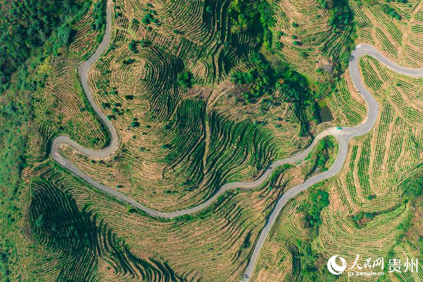 Pu’an county advances rural revitalization by planting white tea trees