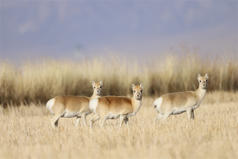 Rare gazelle species spotted on grassland near Qinghai Lake