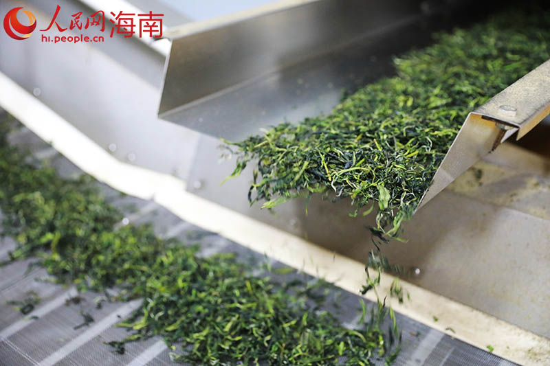 In pics: A glimpse of tea processing in China’s Hainan