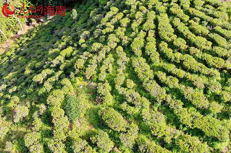 In pics: A glimpse of tea processing in China’s Hainan