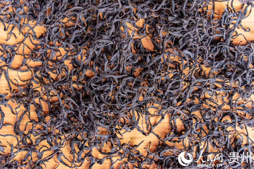 Tea harvesting kicks off in SW China’s Guizhou