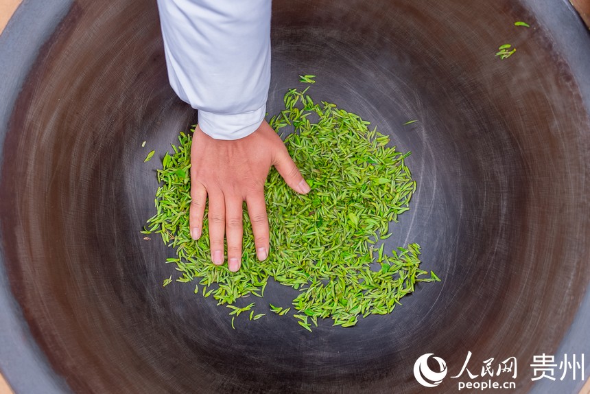 Tea harvesting kicks off in SW China’s Guizhou