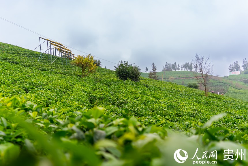 Tea harvesting kicks off in SW China’s Guizhou