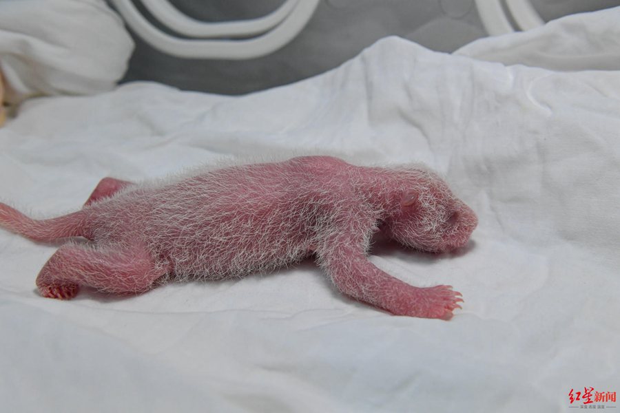 Giant panda cubs in China's Sichuan make first group appearance to greet upcoming Spring Festival