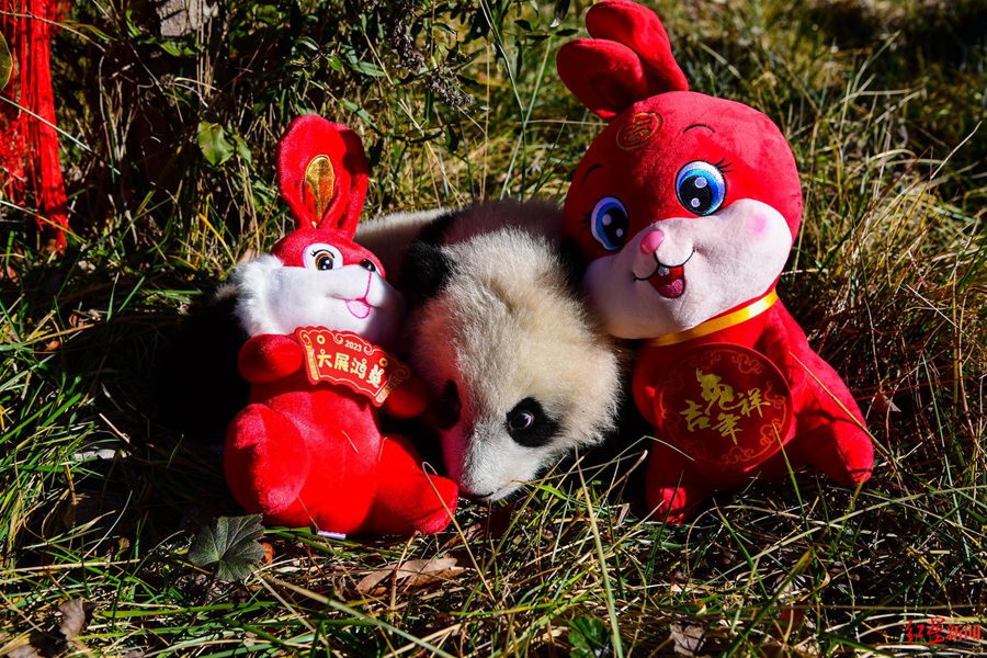 Giant panda cubs in China's Sichuan make first group appearance to greet upcoming Spring Festival