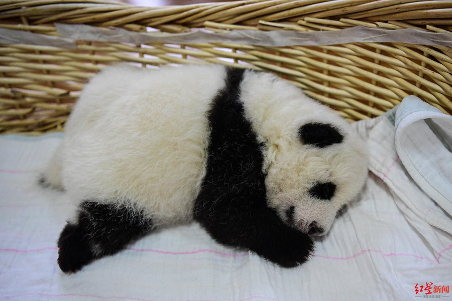 Giant panda cubs in China's Sichuan make first group appearance to greet upcoming Spring Festival