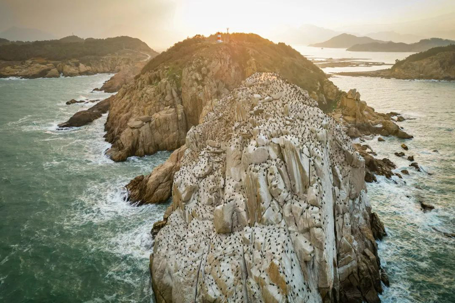 County in SE China's Fujian sees progress in protection of migratory birds