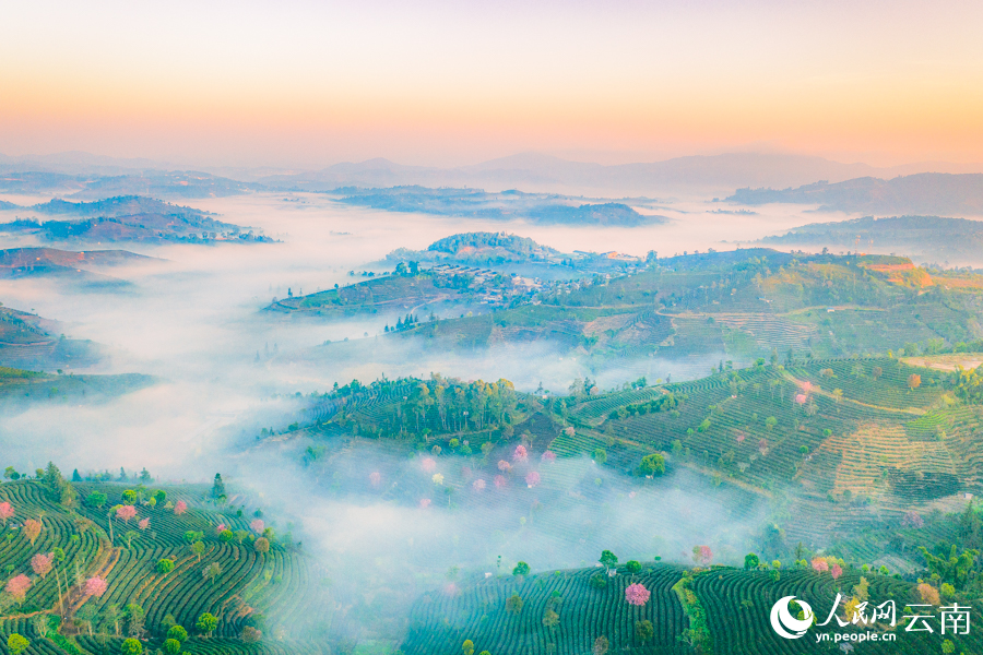 Intoxicating cherry blossoms cover tea garden in China’s Yunnan