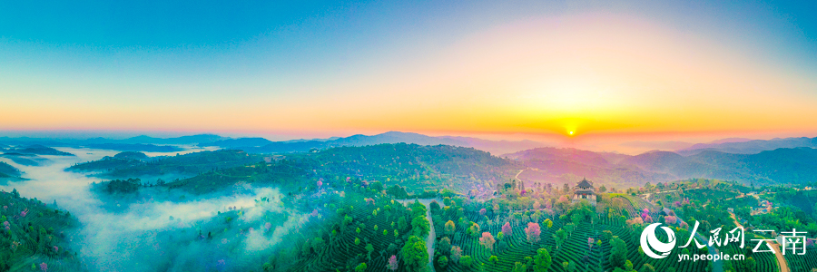 Intoxicating cherry blossoms cover tea garden in China’s Yunnan
