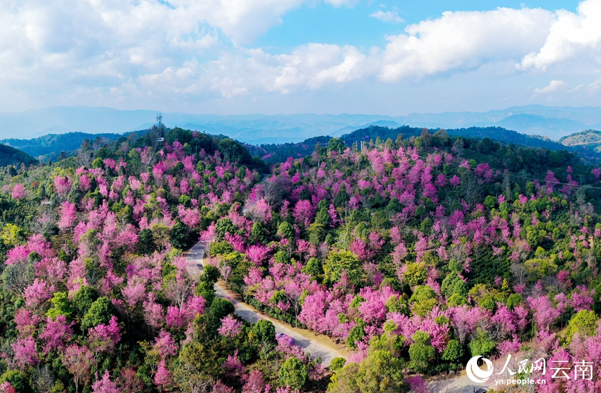 Cherry blossoms in SW China's Yunnan attract throngs of visitors