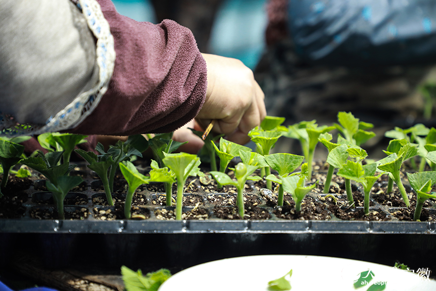 Expert helps farmers in E China’s Anhui increase incomes