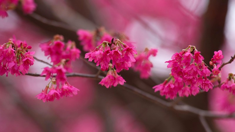Cherry blossoms light up valley in SW China’s Yunnan