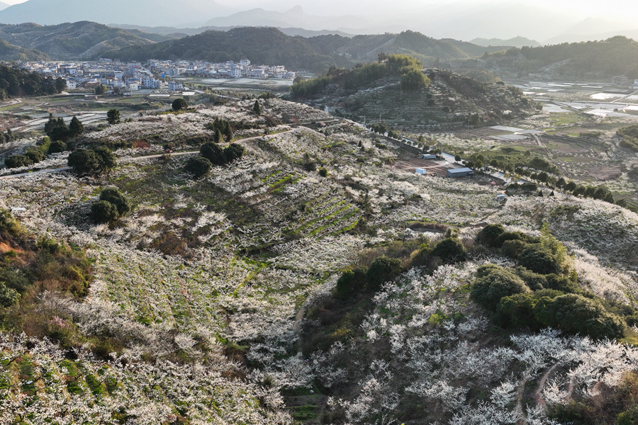 In pics: Plum trees bloom in Liancheng county, SE China's Fujian