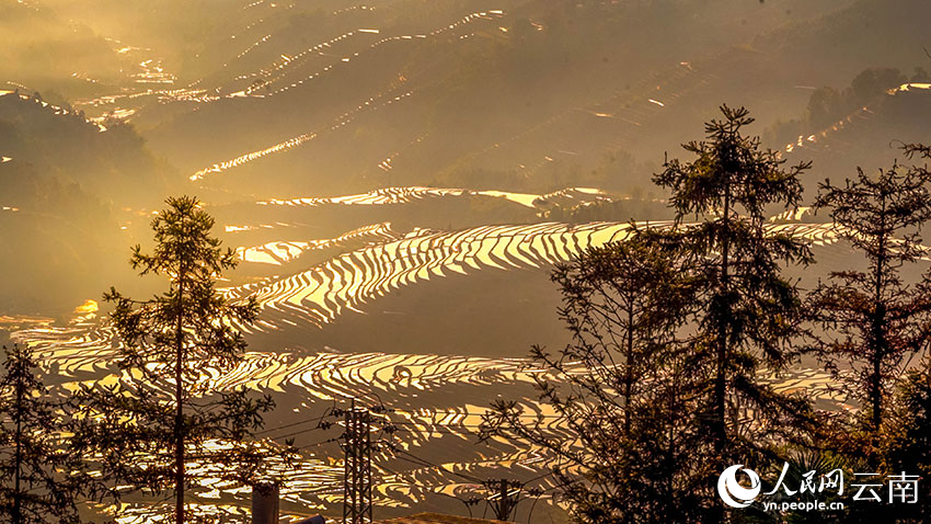 Spring farming gets going on SW China's Yunnan rice terraces