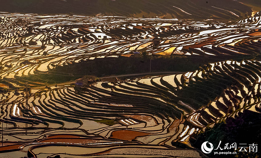 Spring farming gets going on SW China's Yunnan rice terraces