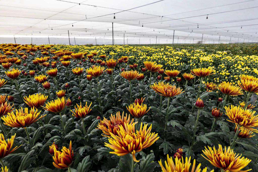 Farmers busy harvesting chrysanthemums in China's Hainan