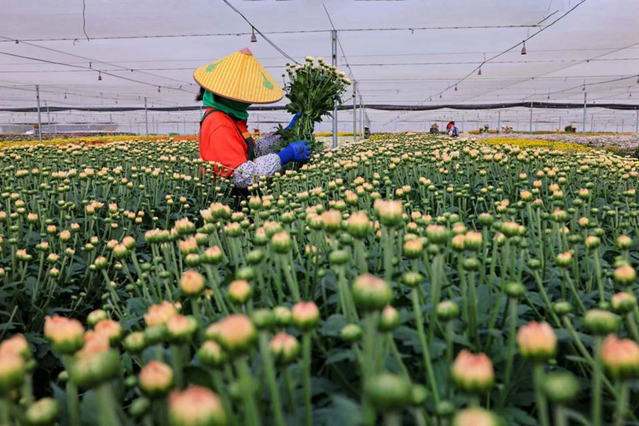 Farmers busy harvesting chrysanthemums in China's Hainan