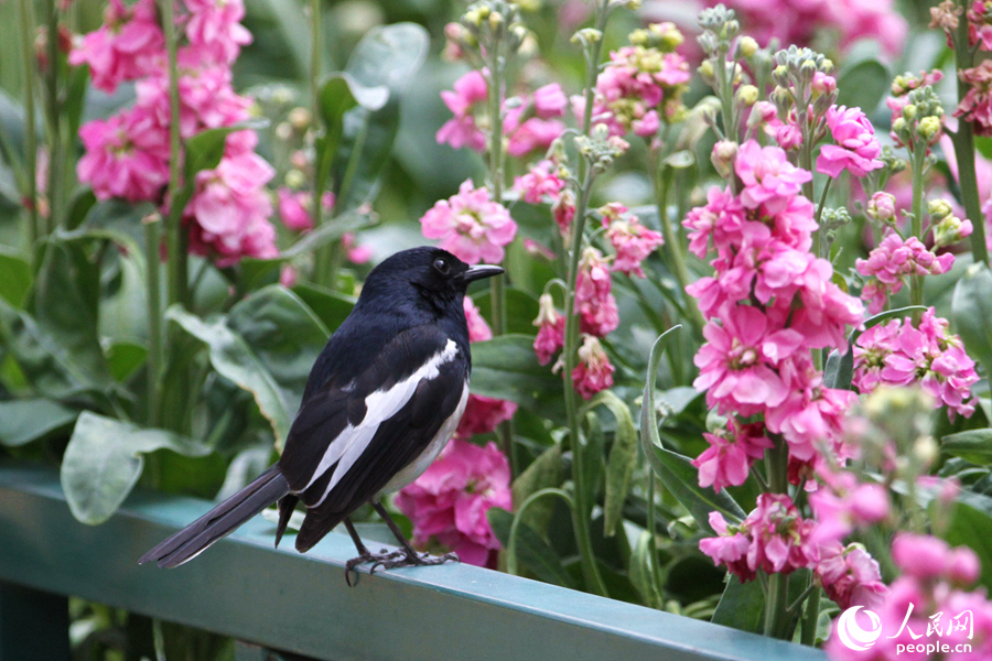 Violets in full bloom in Xiamen, SE China’s Fujian