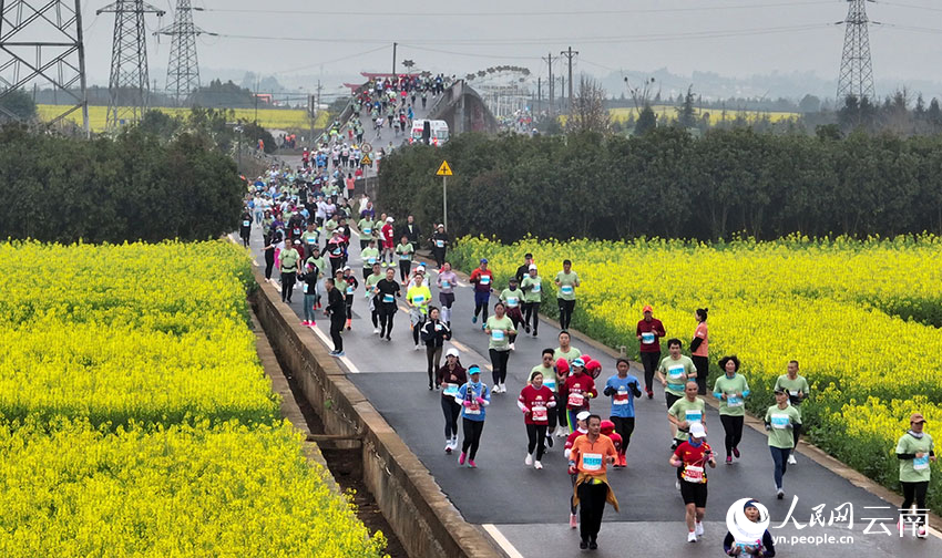 Marathon race held amidst sea of rapeseed flowers in SW China's Yunnan