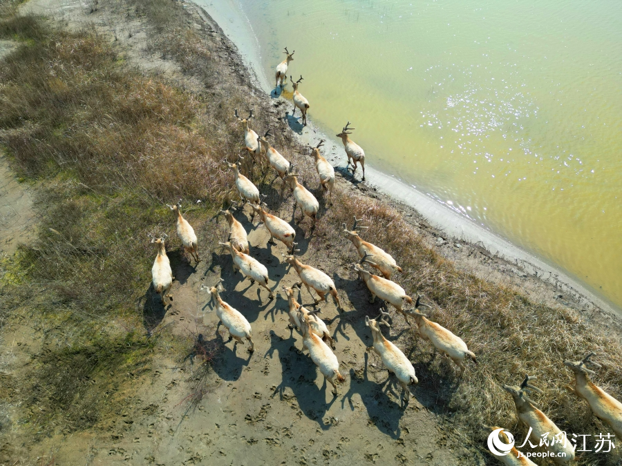 Wild milu deer appear at nature reserve in E China's Jiangsu