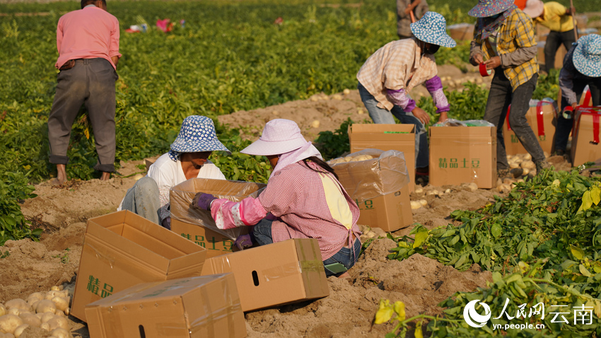 Winter potatoes enter harvest season in SW China’s Yunnan