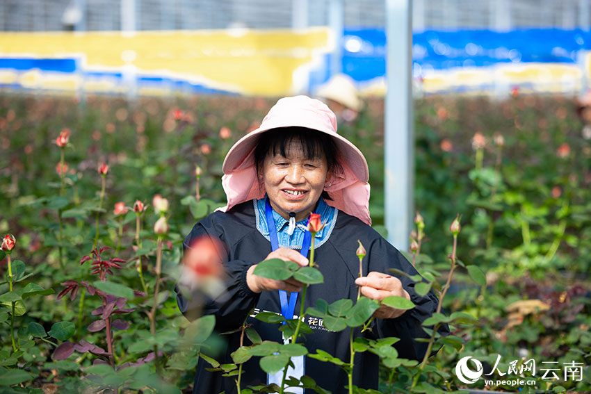 Digitalization spurs modernization of flower industry in SW China’s Yunnan