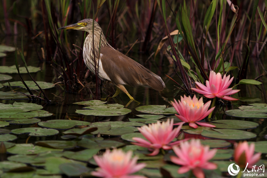 Water lily flowers bloom in Xiamen, SE China’s Fujian