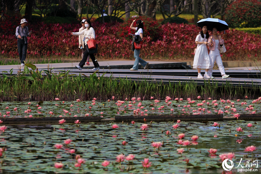Water lily flowers bloom in Xiamen, SE China’s Fujian