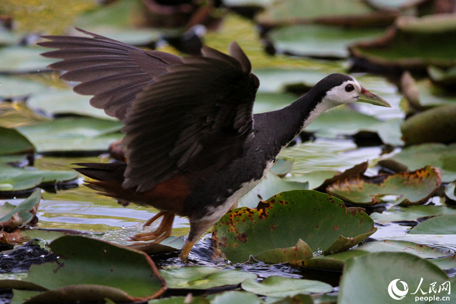 Water lily flowers bloom in Xiamen, SE China’s Fujian