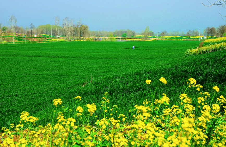 Farmers busy with spring farming in Zhecheng, C China's Henan