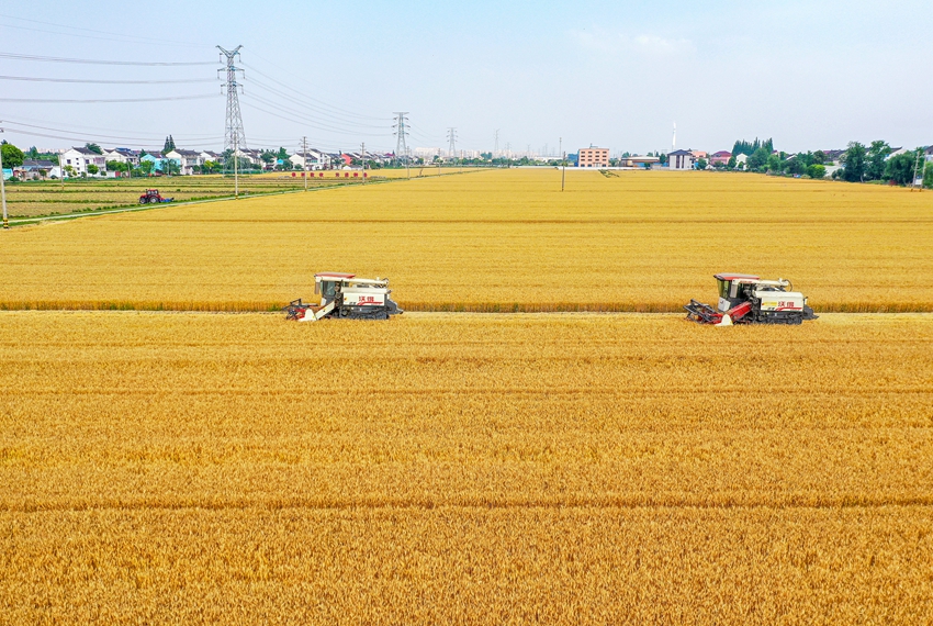 Harvesters reap wheat in Jingjiang, E China's Jiangsu Province