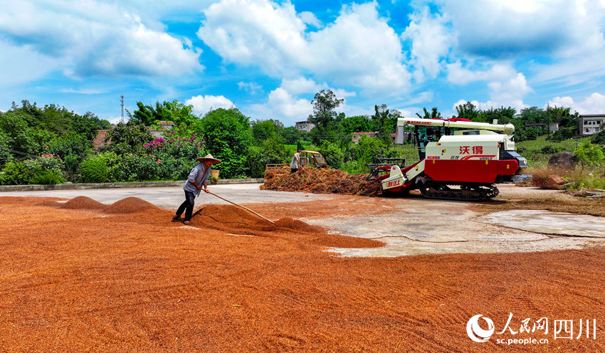 In pics: Autumn harvest in SW China's Sichuan