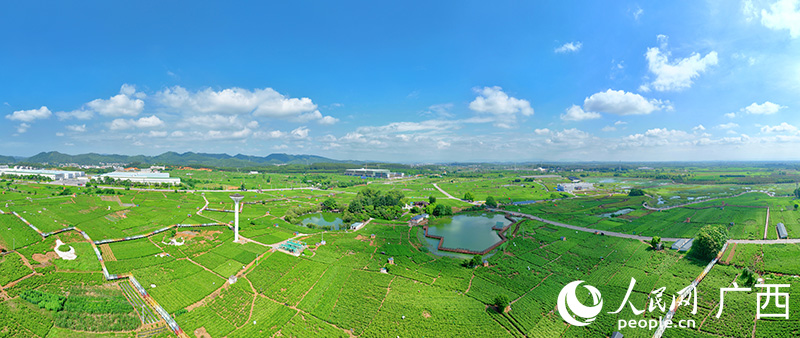 Prosperous jasmine industry boosts rural revitalization in Hengzhou, S China's Guangxi