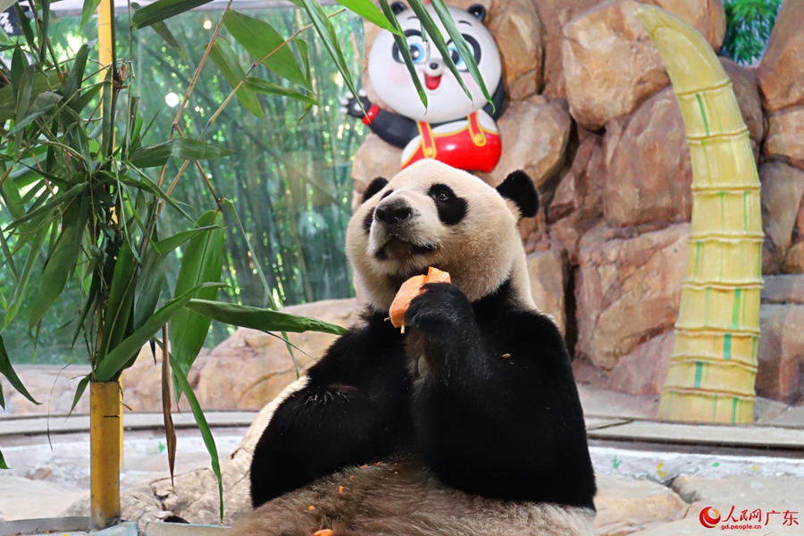 Giant panda enjoys delightful